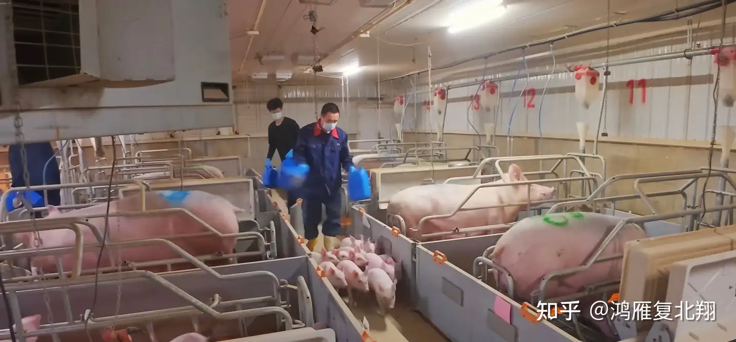 猪价每斤 5 块多创下近七年新低，专家称下半年有望好转，为什么会这么低？对非养殖业的普通人意味着什么？