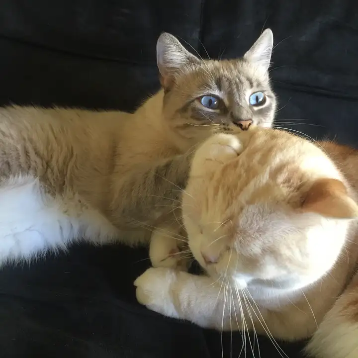 在猫界的眼中，算美和帅的猫长的什么样？ - 知乎