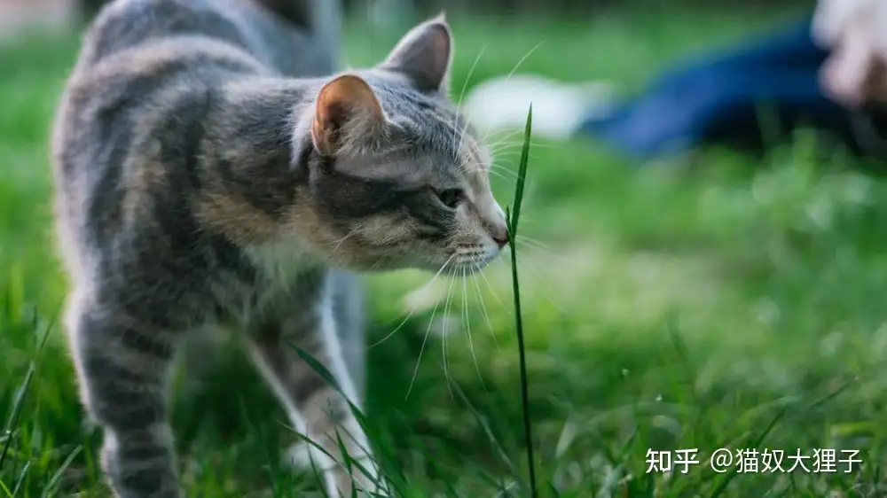 为什么猫咪好奇心那么强什么都想碰一碰？它们是不是故意的？