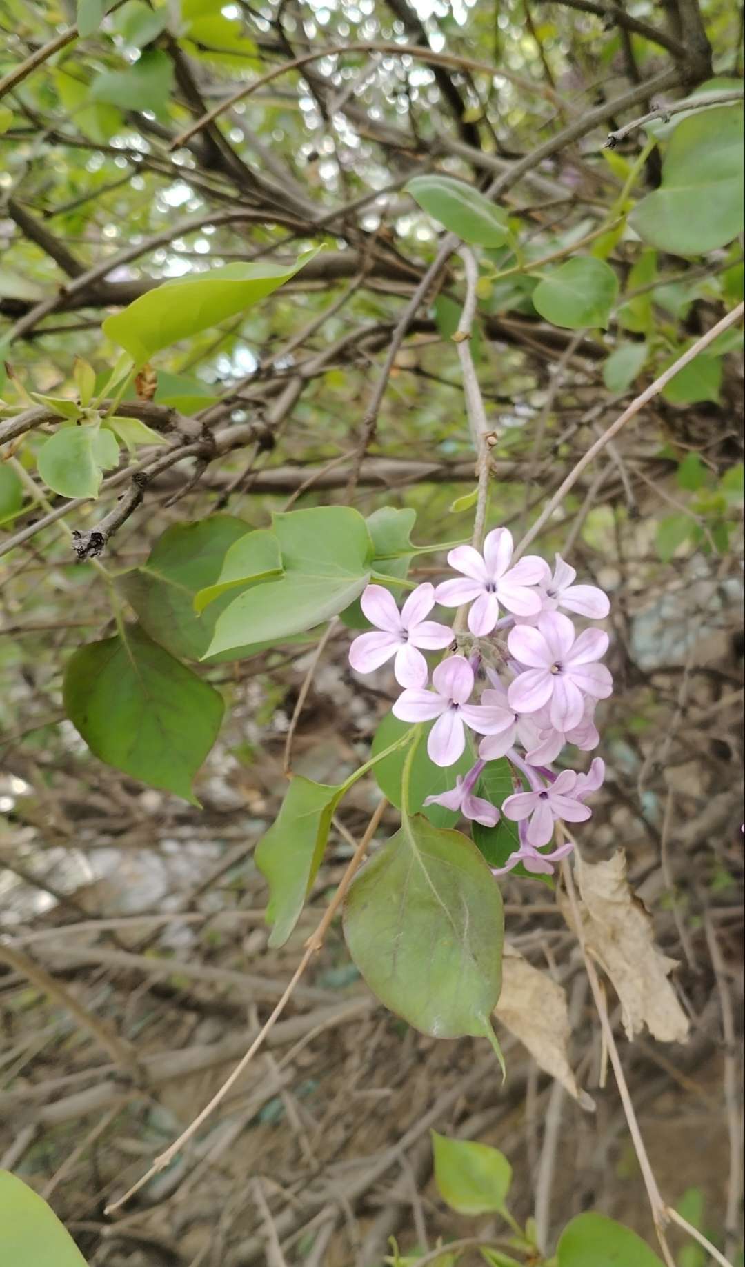 li知足常乐 的想法: 四五 六瓣丁香花,香气怡人,继续寻找七… - 知乎