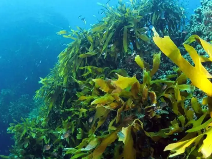 海底动物有哪些（海底生物与植物介绍）