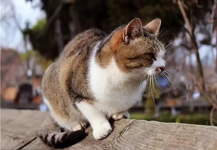 宠物猫的品种及价格（10种常见的猫咪简介）