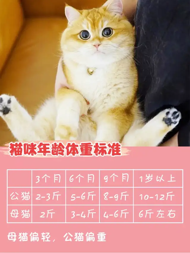 八个月的德文卷毛猫每天吃多少克食物合适？ - 知乎