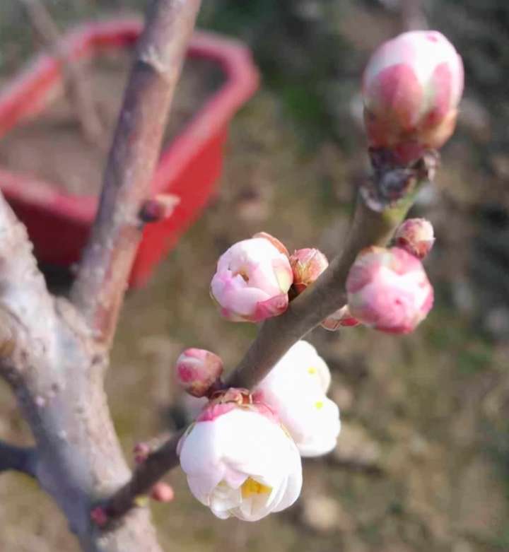 四大君子花是哪四种花？岁寒三友和花中四君子