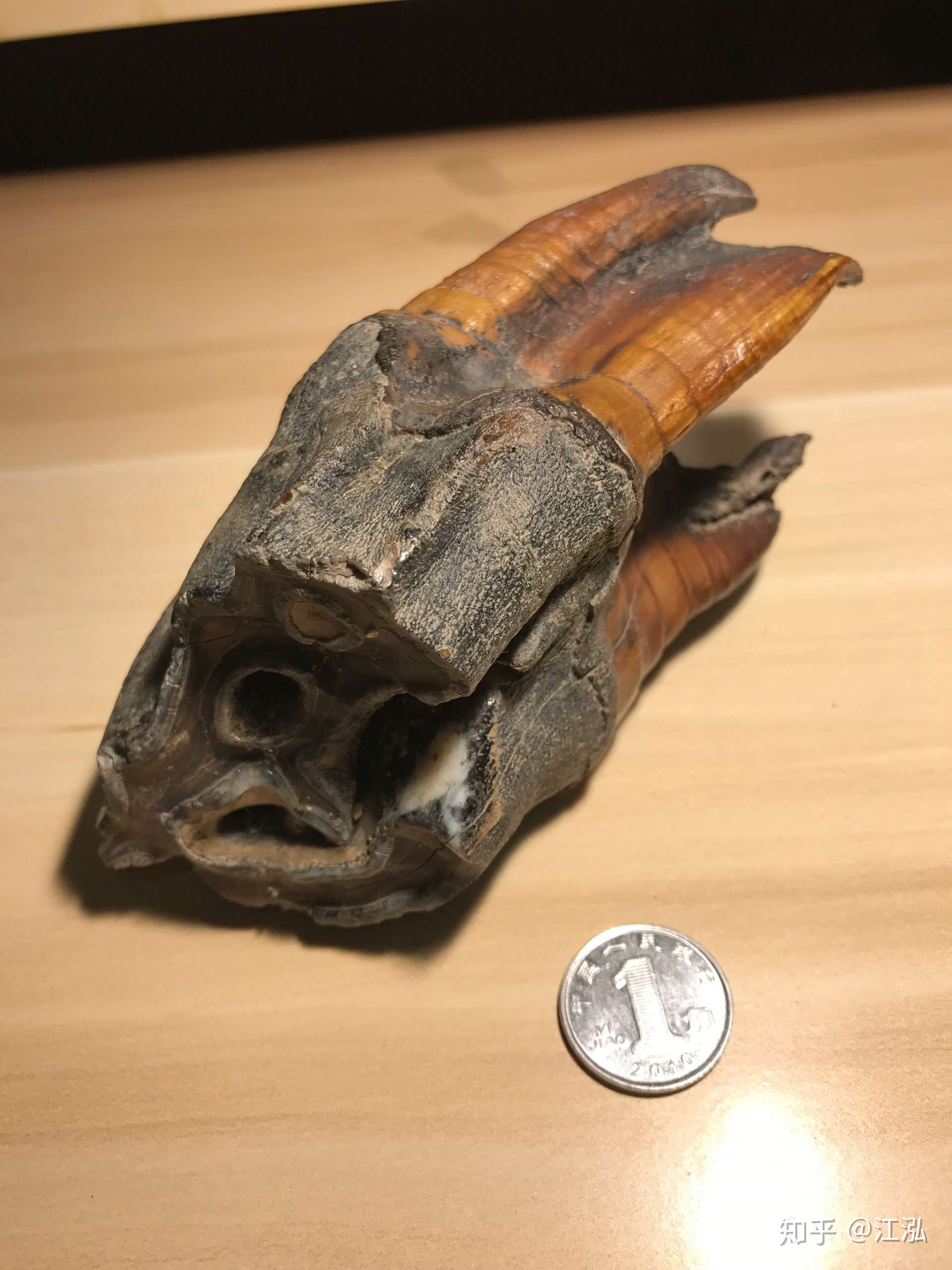 化石#一枚来自西伯利亚的披毛犀牙齿化石,保存的非常好,这个齿根的