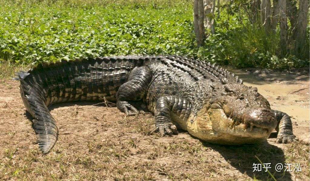 海滨大鳄魔湾鳄