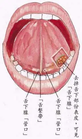 舌头腺体图片