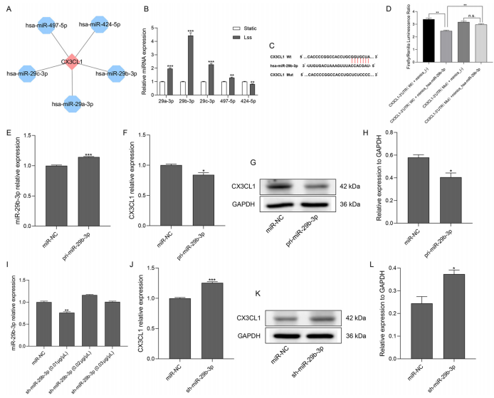 層流剪切應力通過調控 miR - 29b - 3p/CX3CL1 軸減輕單核細胞黏附及動脈粥樣硬化發展 層流剪切應力通過調控 miR - 29b - 3p/CX3CL1 軸減輕單核細胞黏附及動脈粥樣硬化發展