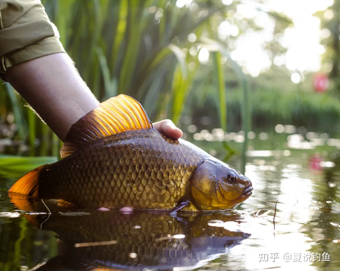 鱼竿和鱼线长度比例_钓鱼百科【爱钓网】, 鱼竿