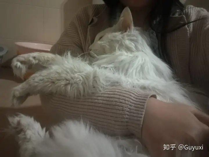 猫的哪些行为会让你觉得猫是爱你的？