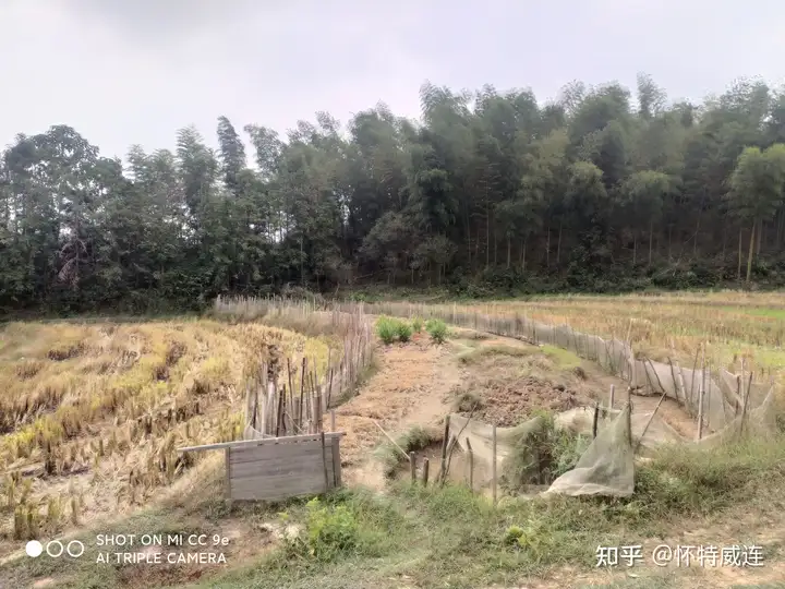 为什么现在对于焚烧秸秆的态度转变了？