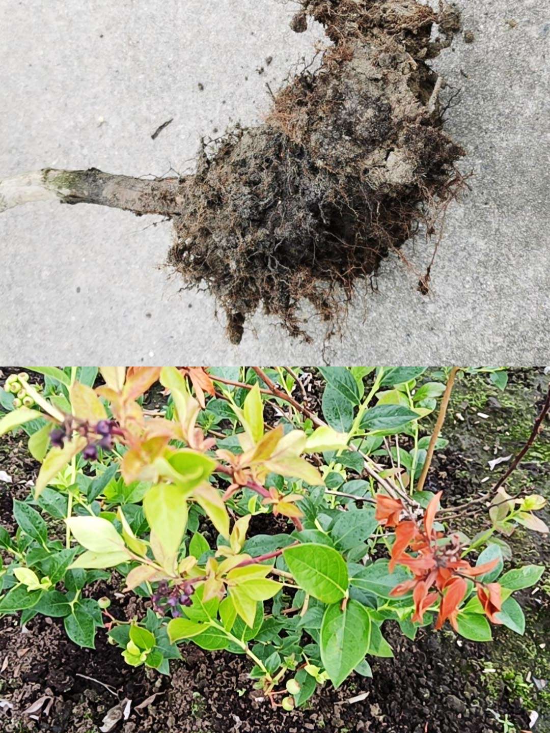 天宝特色农技服务 的想法: 蓝莓烂根死苗,看看专家的3个好办法!