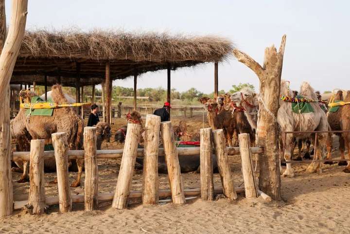 图片[6]-农村冷门养殖项目：养骆驼怎么赚钱？50元一斤，养1只挣2万-乐学小窝