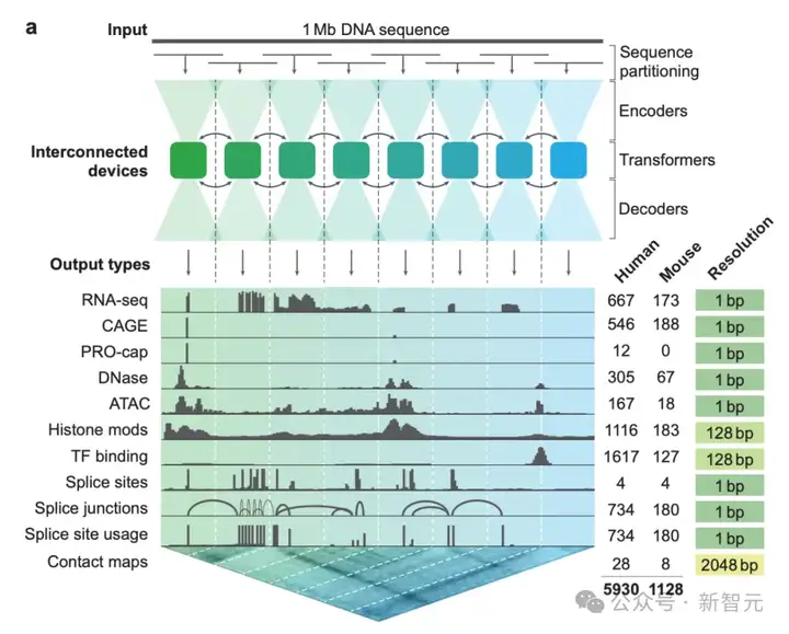 谷歌AlphaGenome横空出世！40亿年生命代码一键破解，或再夺诺奖