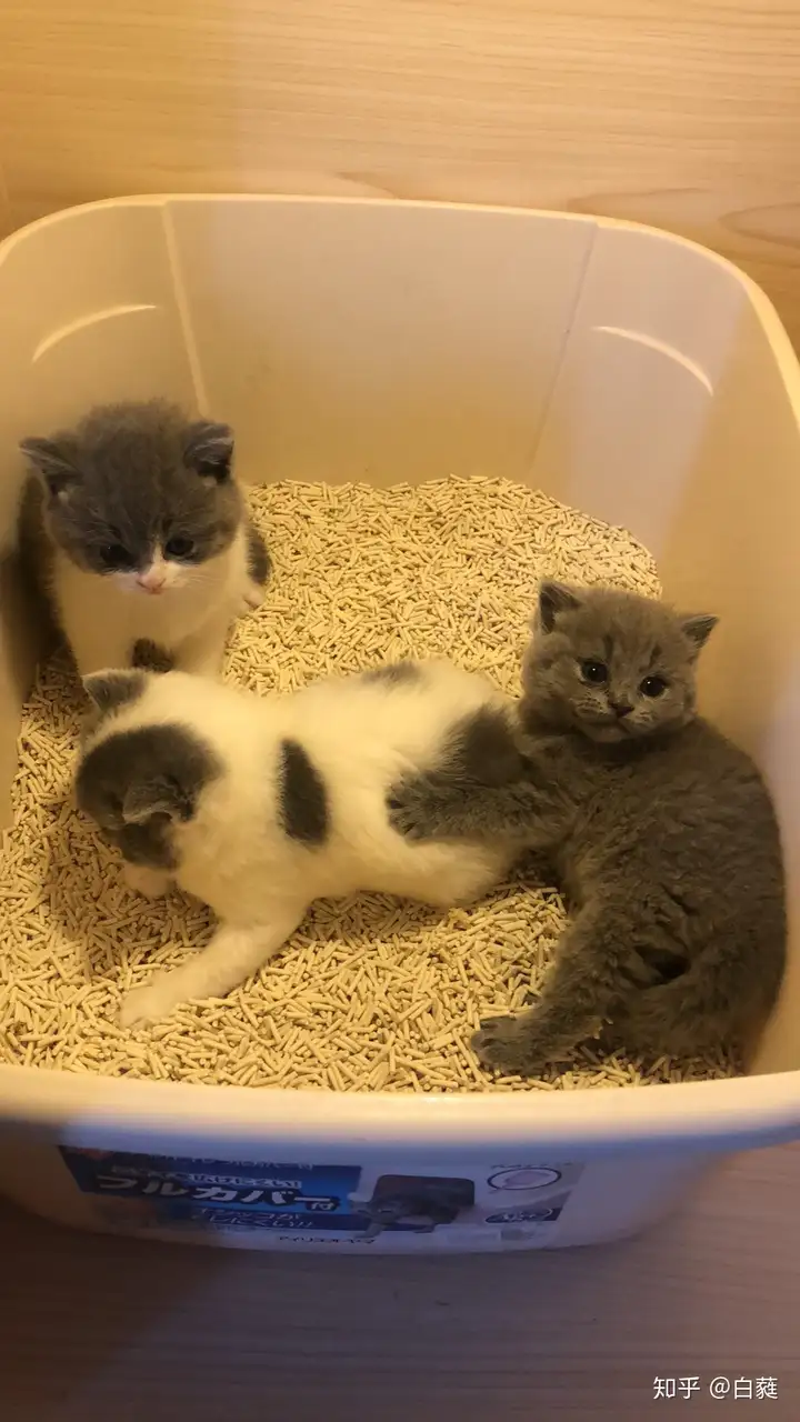 母猫又发情了,刚生过小猫四十天不到,怎么办,还在哺乳期? - 知乎