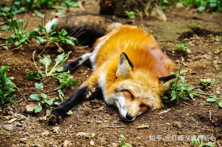 古代书中描写狐狸精时为什么没有膀大腰圆的狐狸精?-古代有没有狐狸精的称呼