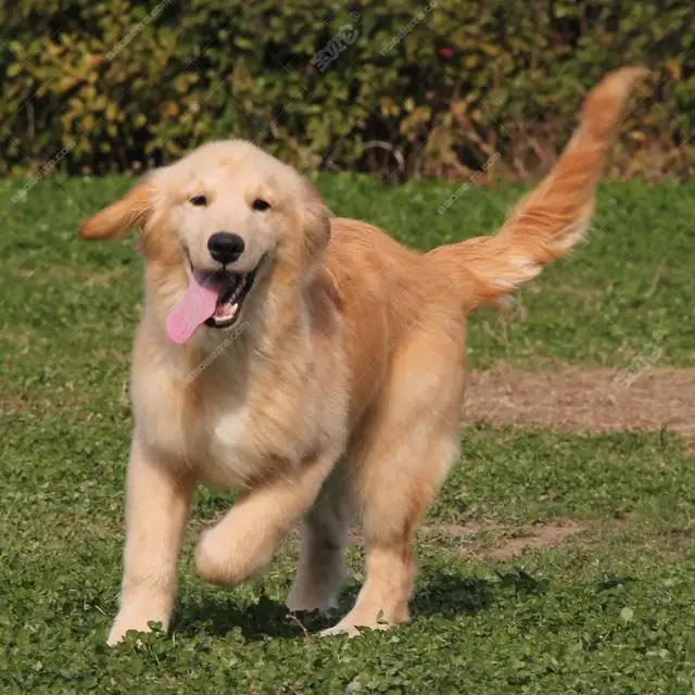 名犬排名犬排行榜前十名（世界十大名犬有哪些品种）