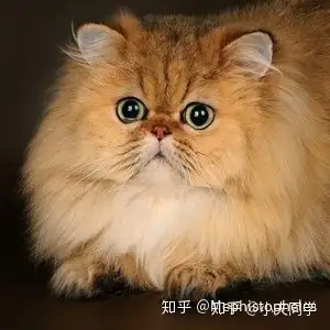 我这只猫咪是金色阴影金吉拉吗?