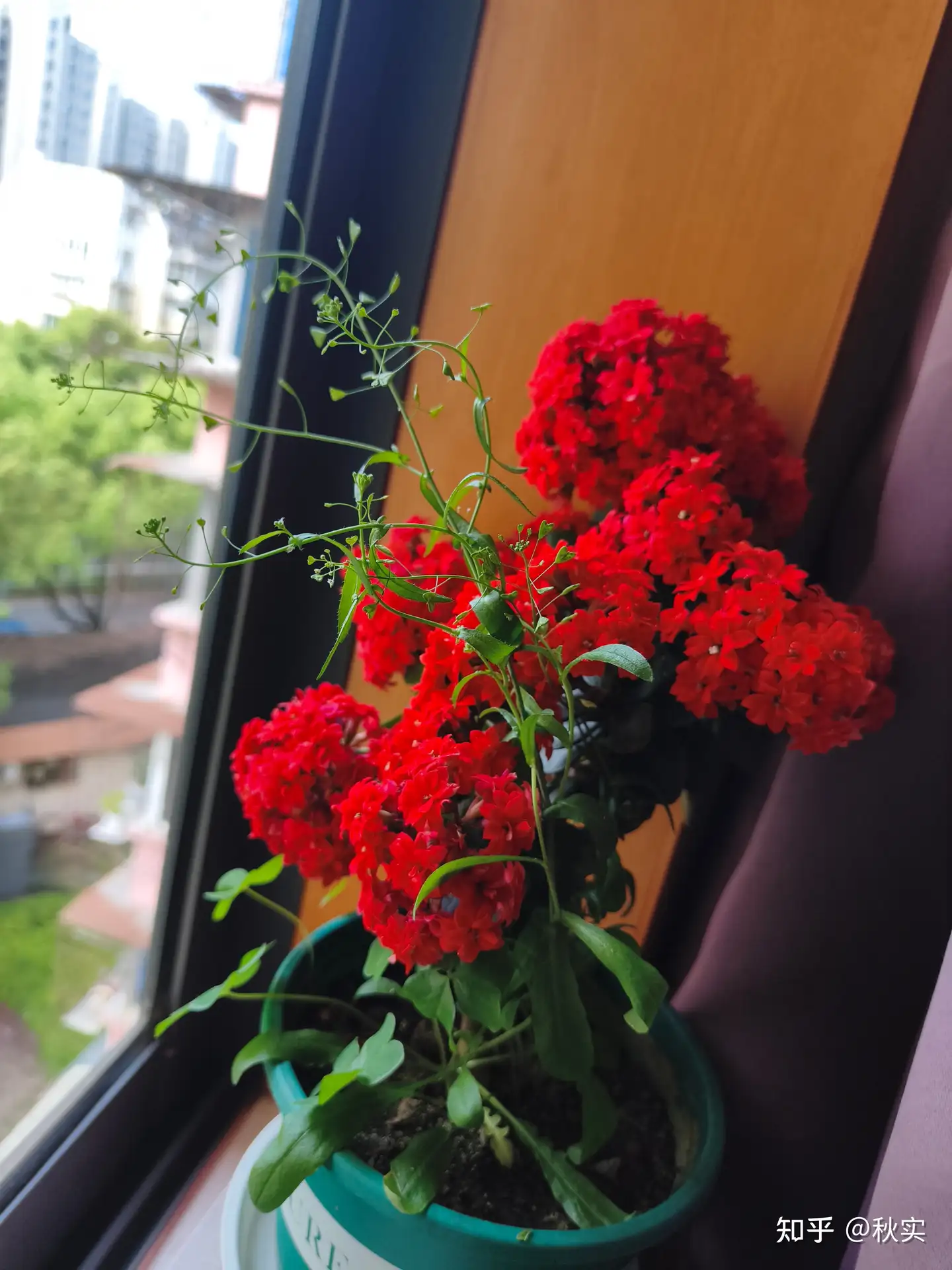 养绿植真的能缓解工作压力、改善心情吗？