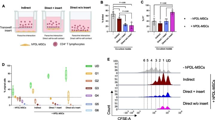 人牙周膜來源的間充質(zhì)基質(zhì)細(xì)胞通過旁分泌和細(xì)胞接觸介導(dǎo)對(duì) CD4+ T 淋巴細(xì)胞的免疫調(diào)節(jié)作用