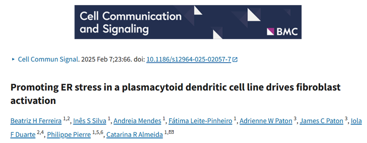 在漿細胞樣樹突狀細胞系中促進內(nèi)質(zhì)網(wǎng)應(yīng)激可驅(qū)動成纖維細胞活化