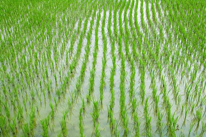 水稻种植的六个过程图 二年级小学生水稻种植过程