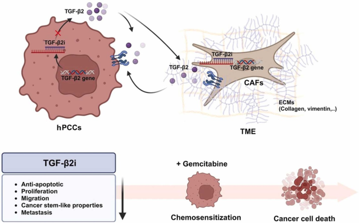 轉(zhuǎn)化生長(zhǎng)因子-β2(TGF-β2)的下調(diào)增強(qiáng)胰腺癌對(duì)吉西他濱的化療敏感性并減少轉(zhuǎn)移 轉(zhuǎn)化生長(zhǎng)因子-β2(TGF-β2)的下調(diào)增強(qiáng)胰腺癌對(duì)吉西他濱的化療敏感性并減少轉(zhuǎn)移