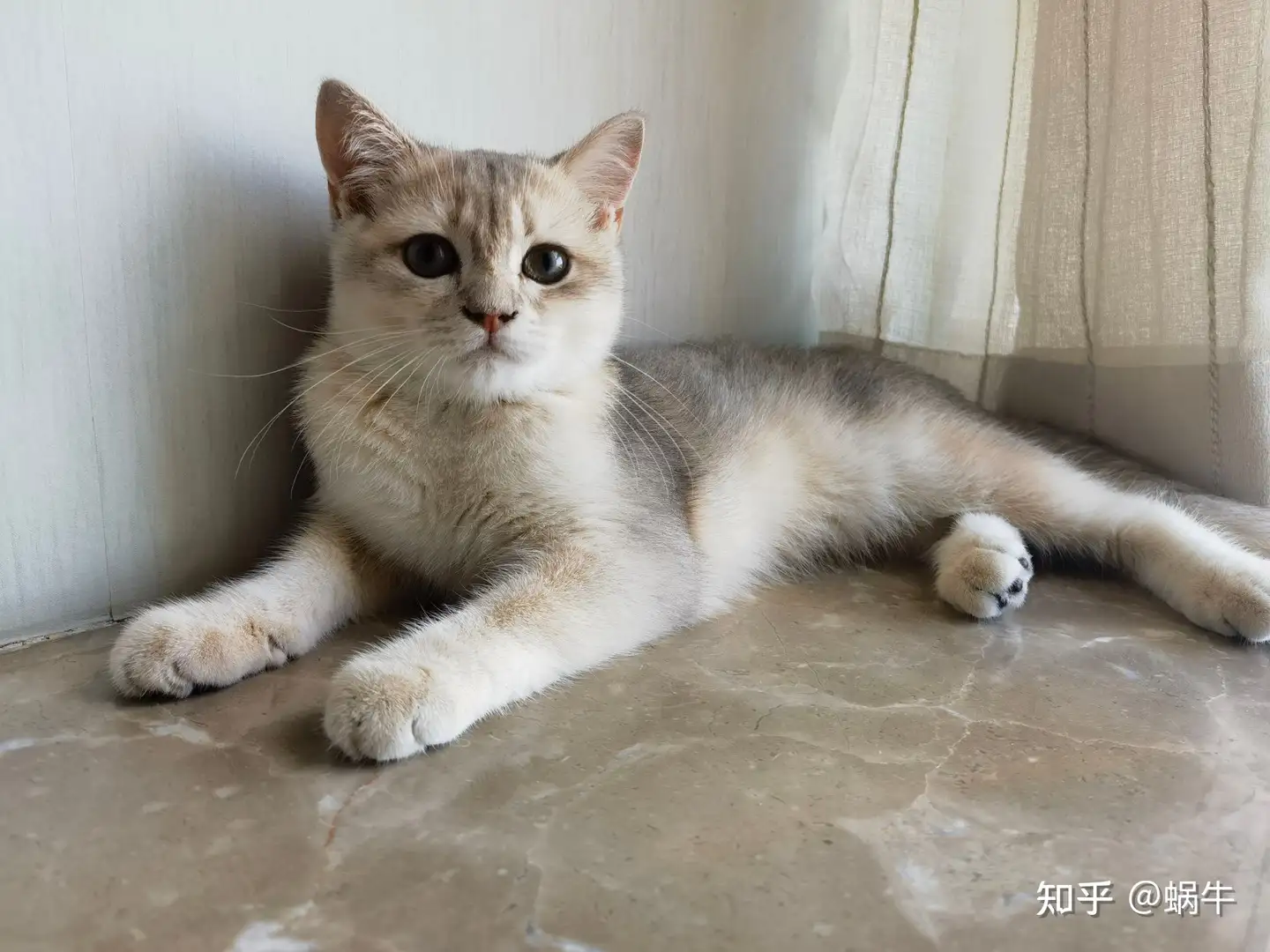 为什么老一辈的人多数不会对猫狗等宠物产生感情？