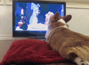 298_220gif 动态图 动图