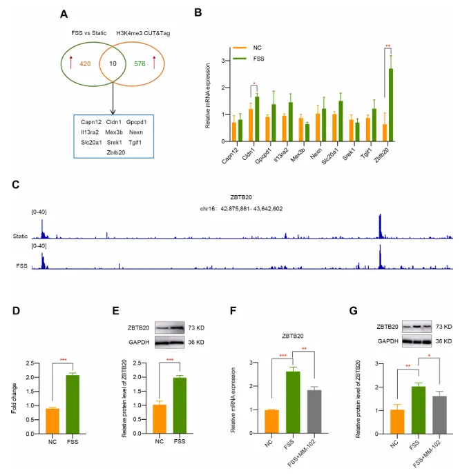 異常流體剪切應力通過 H3K4me3 對 ZBTB20 的表觀遺傳調控促進關節軟骨發病機制
