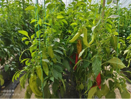 “AI二氧化碳农业系统”助力大棚农业高质量发展重塑绿色经济(图5)