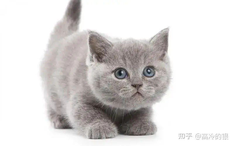 猫咪究竟是如何保持身体平衡的？