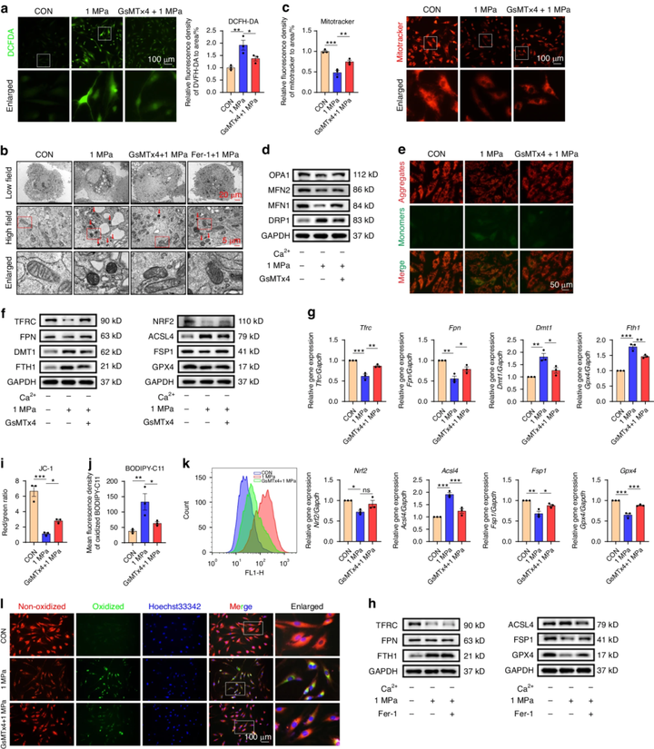 Piezo1 通道通過介導(dǎo)機(jī)械應(yīng)力誘導(dǎo)的鐵內(nèi)流來加劇髓核細(xì)胞的鐵死亡