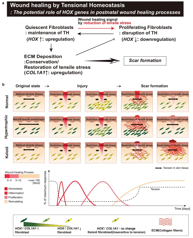 成纖維細(xì)胞中張力敏感的 HOX 基因表達(dá)用于差異瘢痕形成