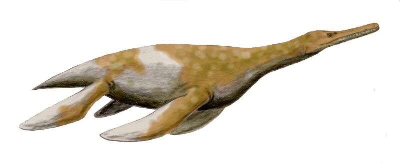 阿尔萨斯肉丸 的想法: 『鳍龙版企鹅』——三尖股