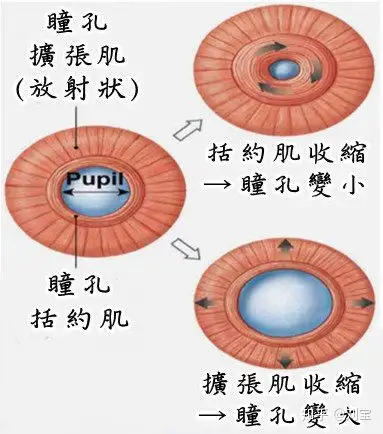 人可以自由地控制瞳孔扩大和缩小吗?