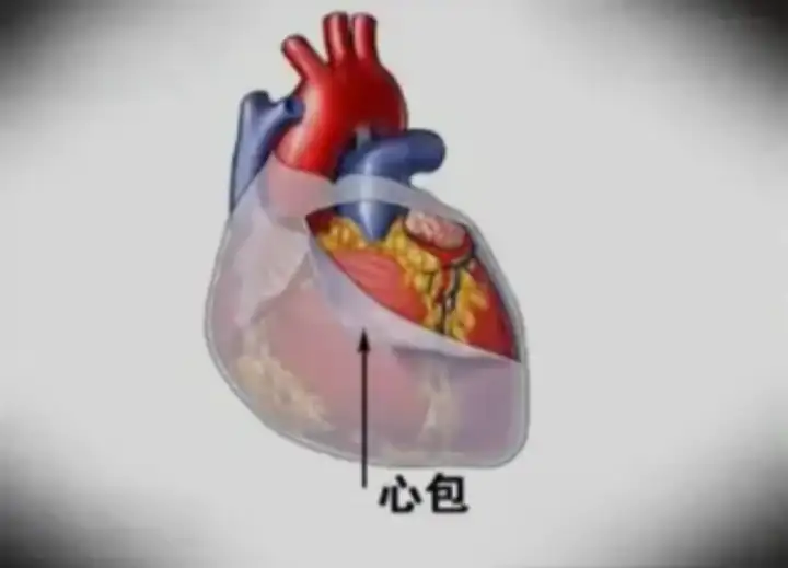 为什么有些人看起来生命力很强？