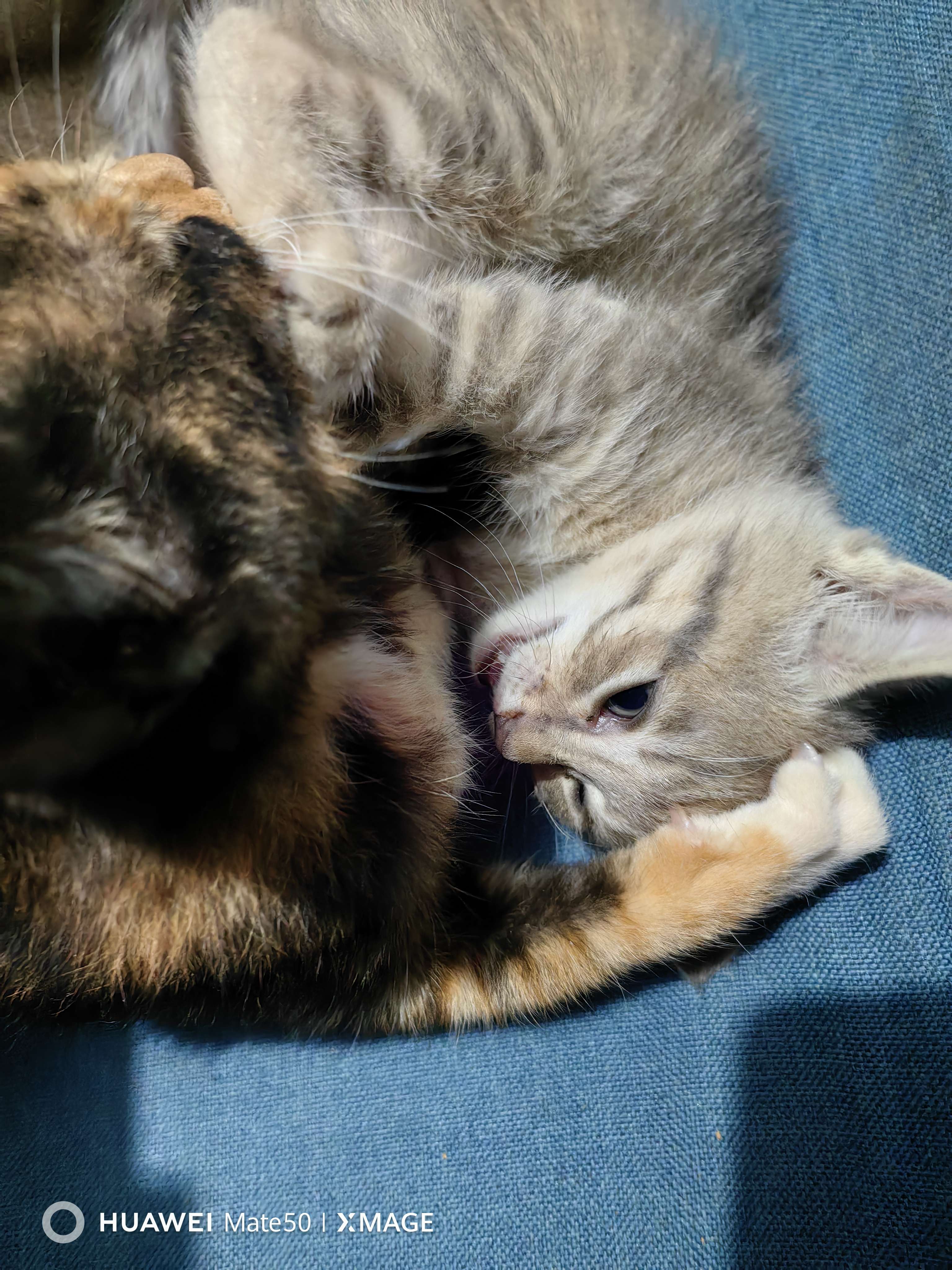 图片[3]-每天打成一堆的两只傻猫，幸福的娃-墨铺