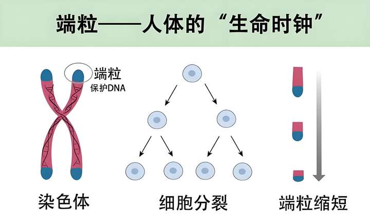 衰老危机！中年男性争相抢购「派奥泰PAIOTIDE」，专家：尊严与健康并重