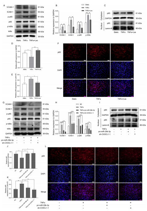 層流剪切應力通過調控 miR - 29b - 3p/CX3CL1 軸減輕單核細胞黏附及動脈粥樣硬化發展 層流剪切應力通過調控 miR - 29b - 3p/CX3CL1 軸減輕單核細胞黏附及動脈粥樣硬化發展