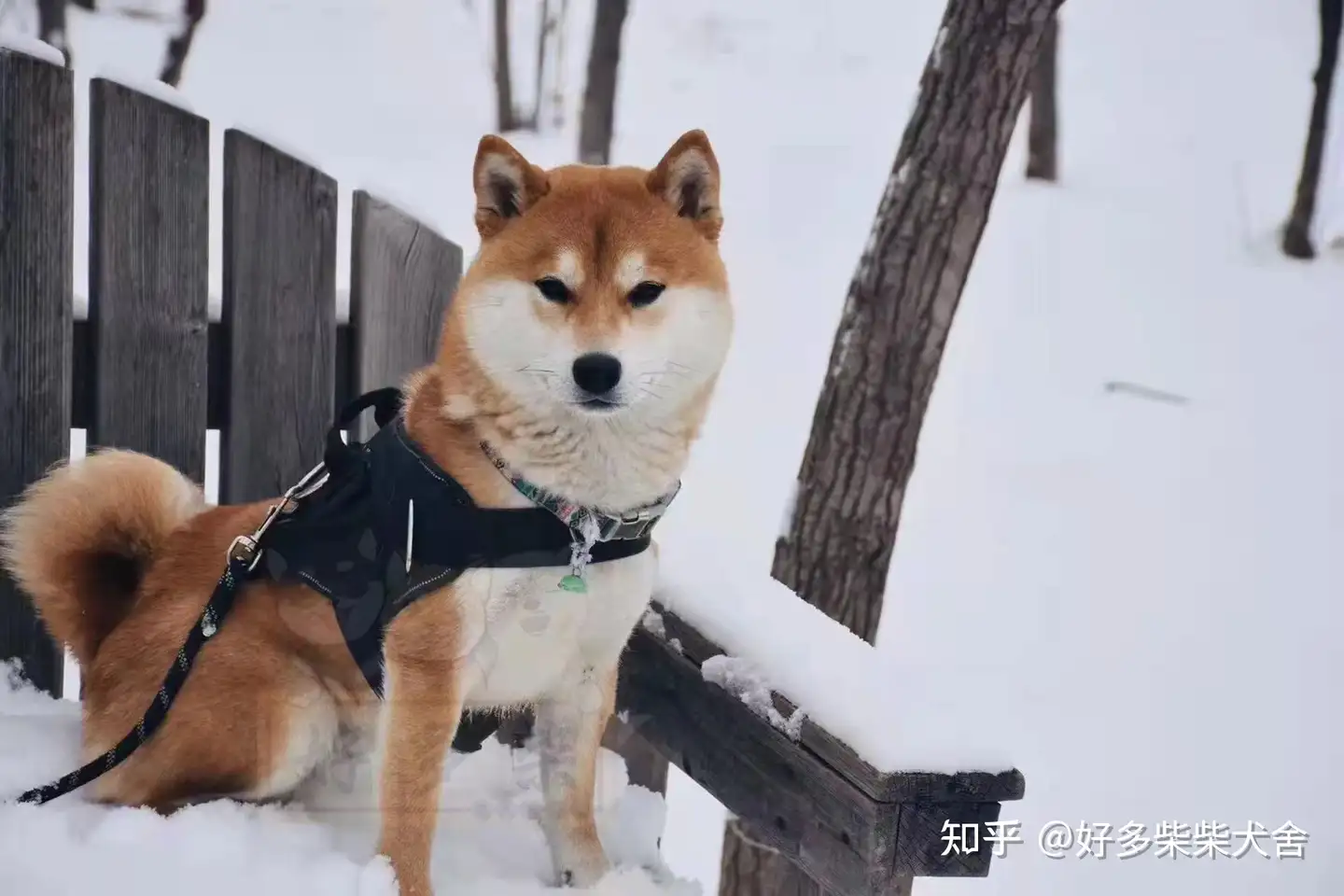 柴犬大约能长到多少斤? - 知乎