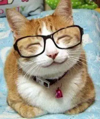 如果麦格教授在没有戴眼镜的情况下变形所变的虎斑猫眼睛周围还有眼镜