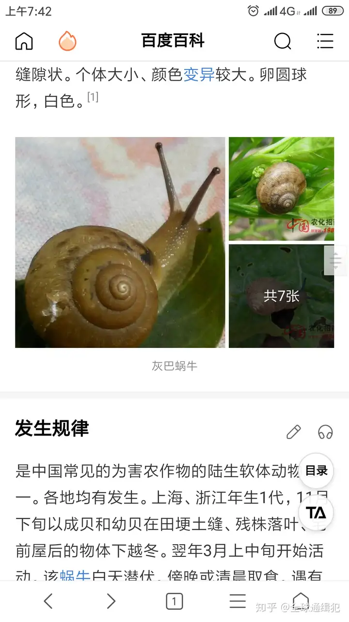 蜗牛喜欢的食物是什么？-一鸣资源网