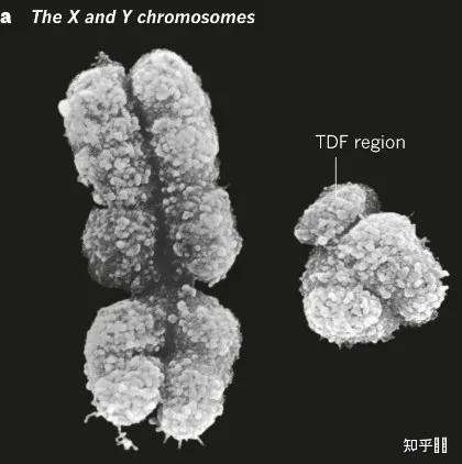 y染色体退化图片