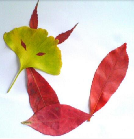 用树叶做的手工贴画图片 7一12岁手工树叶贴画