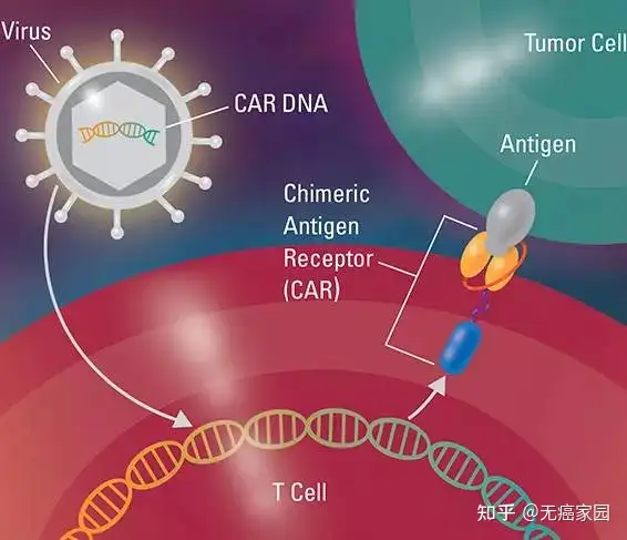 癌症免疫疗法CAR-T 的基本原理是什么？ - 知乎