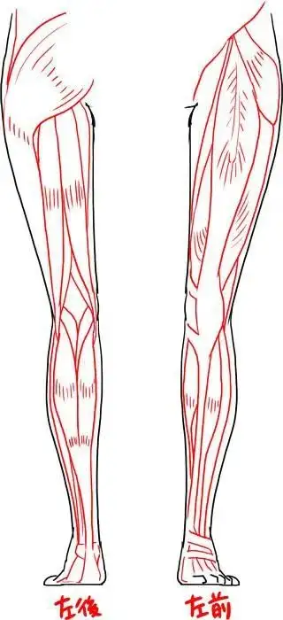 腿怎么画男图片