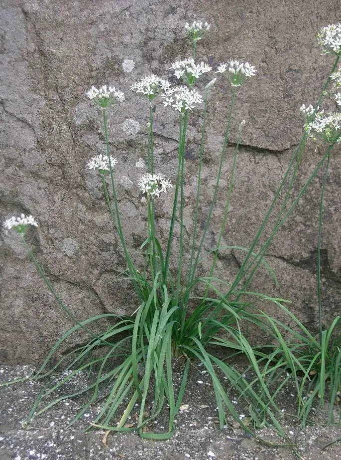 古代没有大棚蔬菜，古人一年四季到底吃什么青菜？