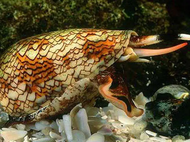 Cone Snail