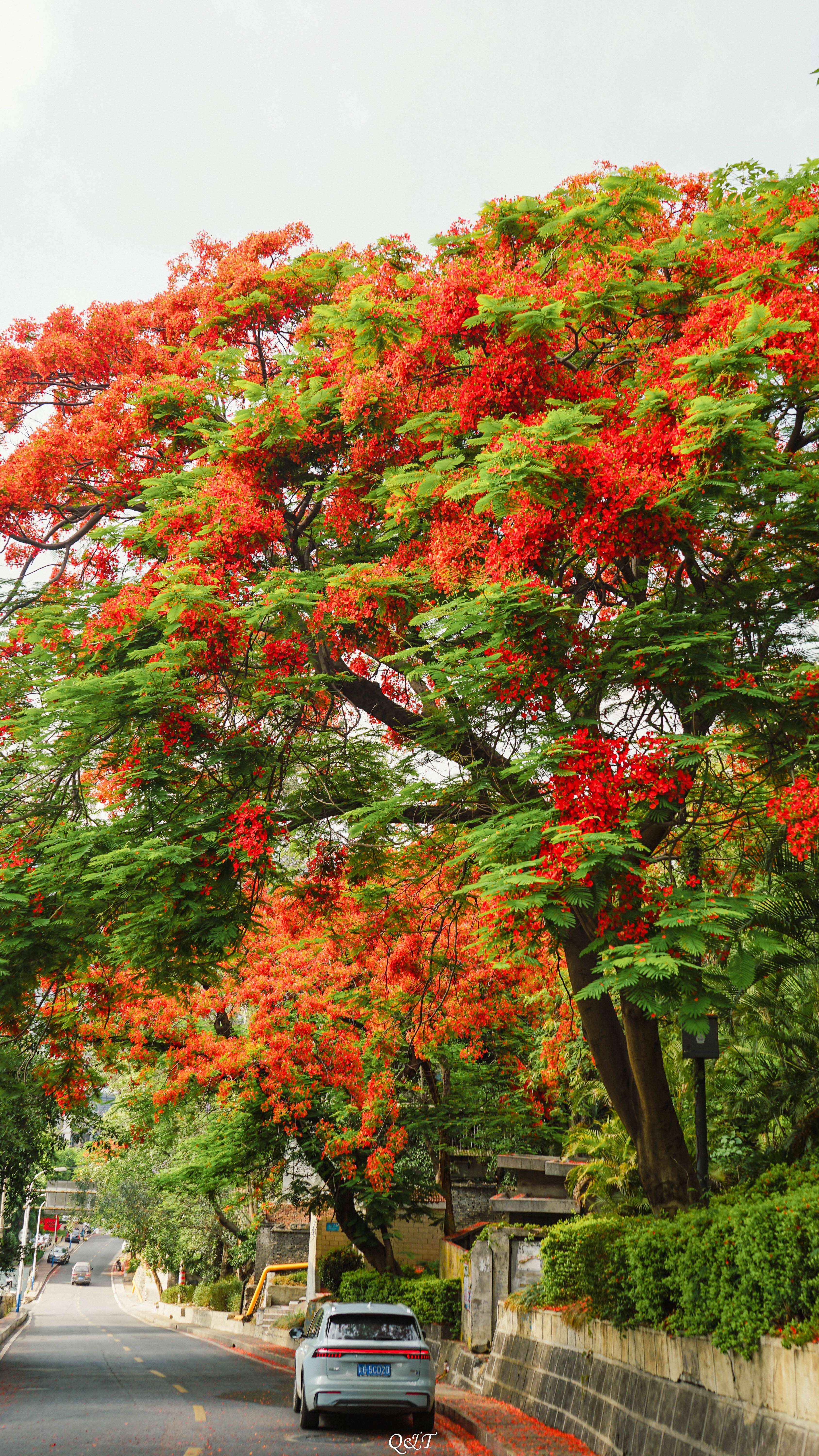 alamo 的想法: 摄影集·hello,树先生 | 厦大的凤凰花,… - 知乎